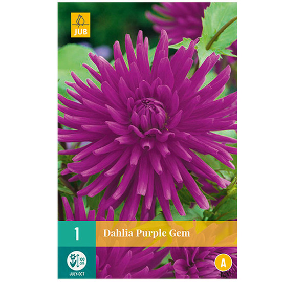 1 bulbe dahlia purple gem