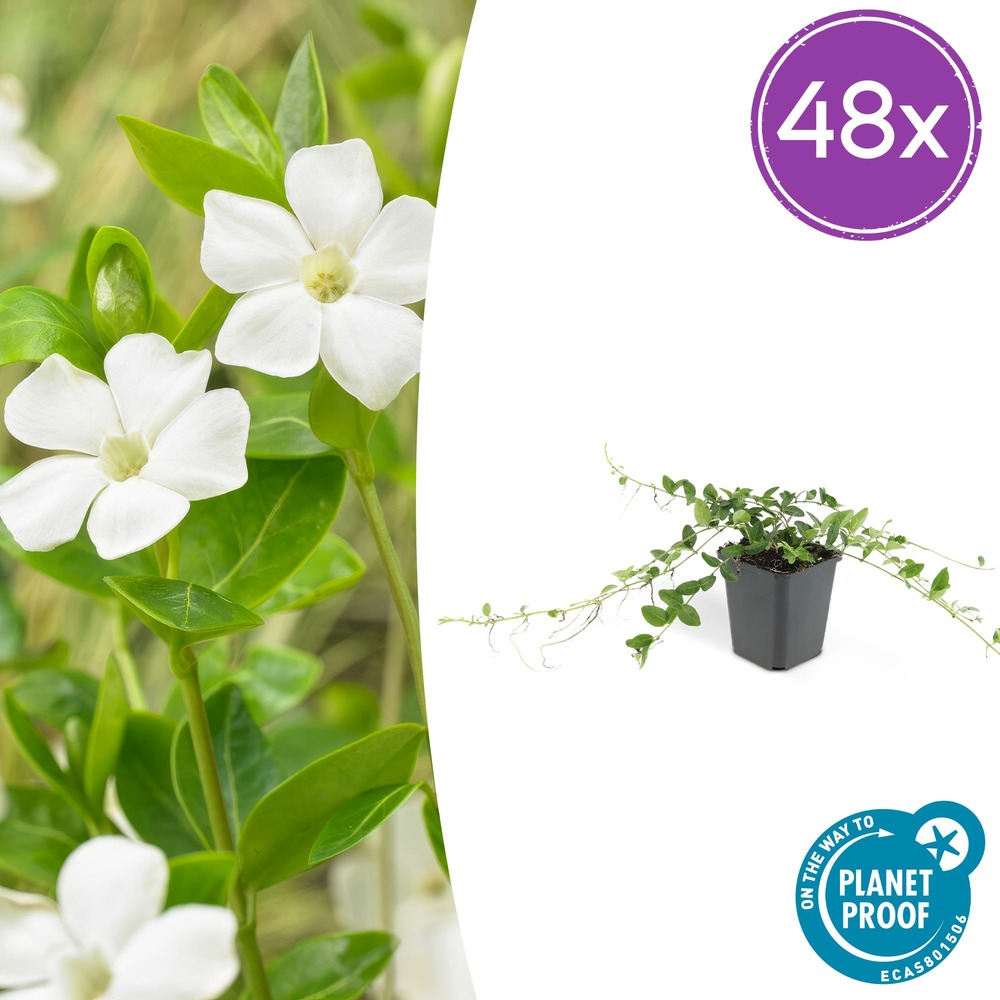 Lot de 48 - vinca minor 'alba' - h10-25 cm
