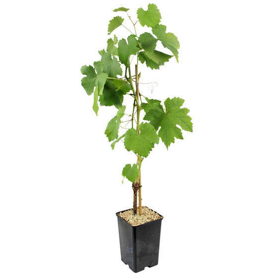Plant de Vigne perlette 1,3 l
