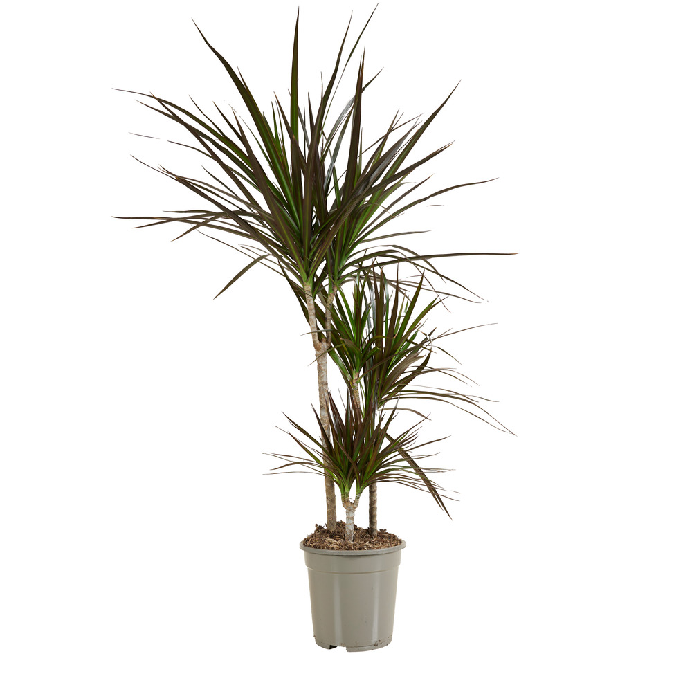 Dracaena marginata - dragonnier - plantes d'intérieur - purifiant l'air - h. 90-110 cm - p. 21 cm