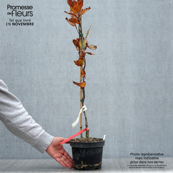 Fagus sylvatica 'dawyck purple'