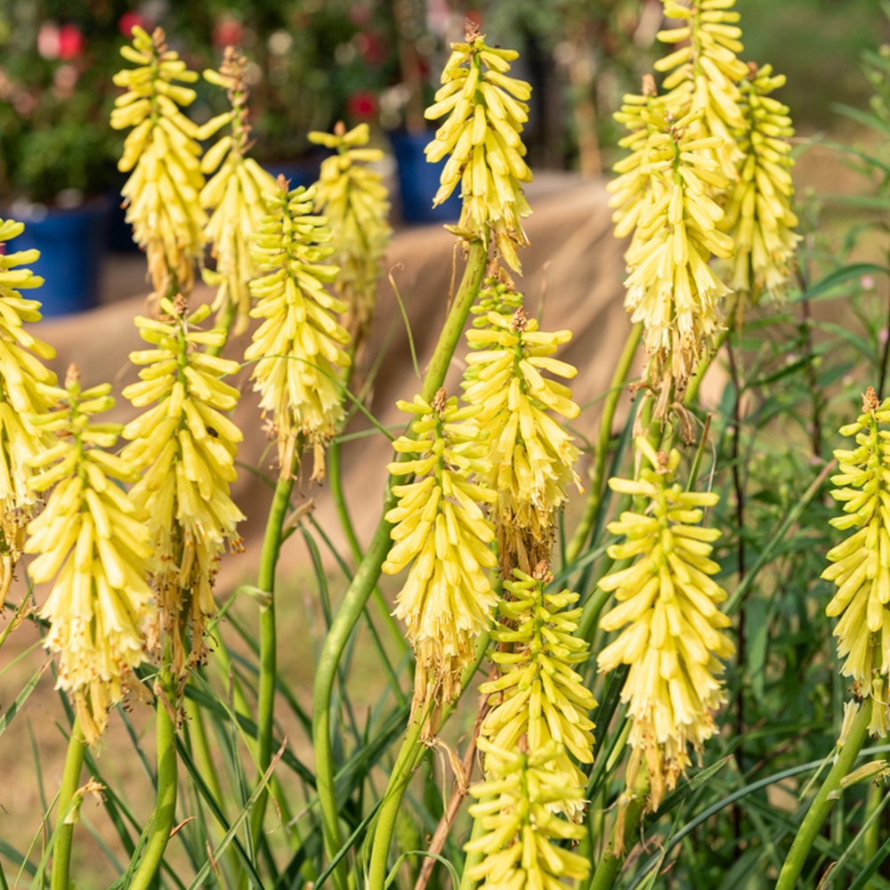 Tritoma lemon popsicle - le pot / ø 9cm