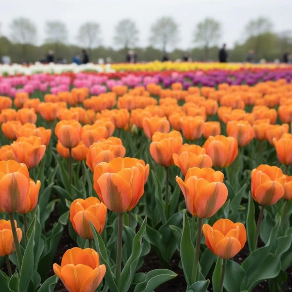 Bulbe de tulipe viridiflora artist sachet de 8 bulbes
