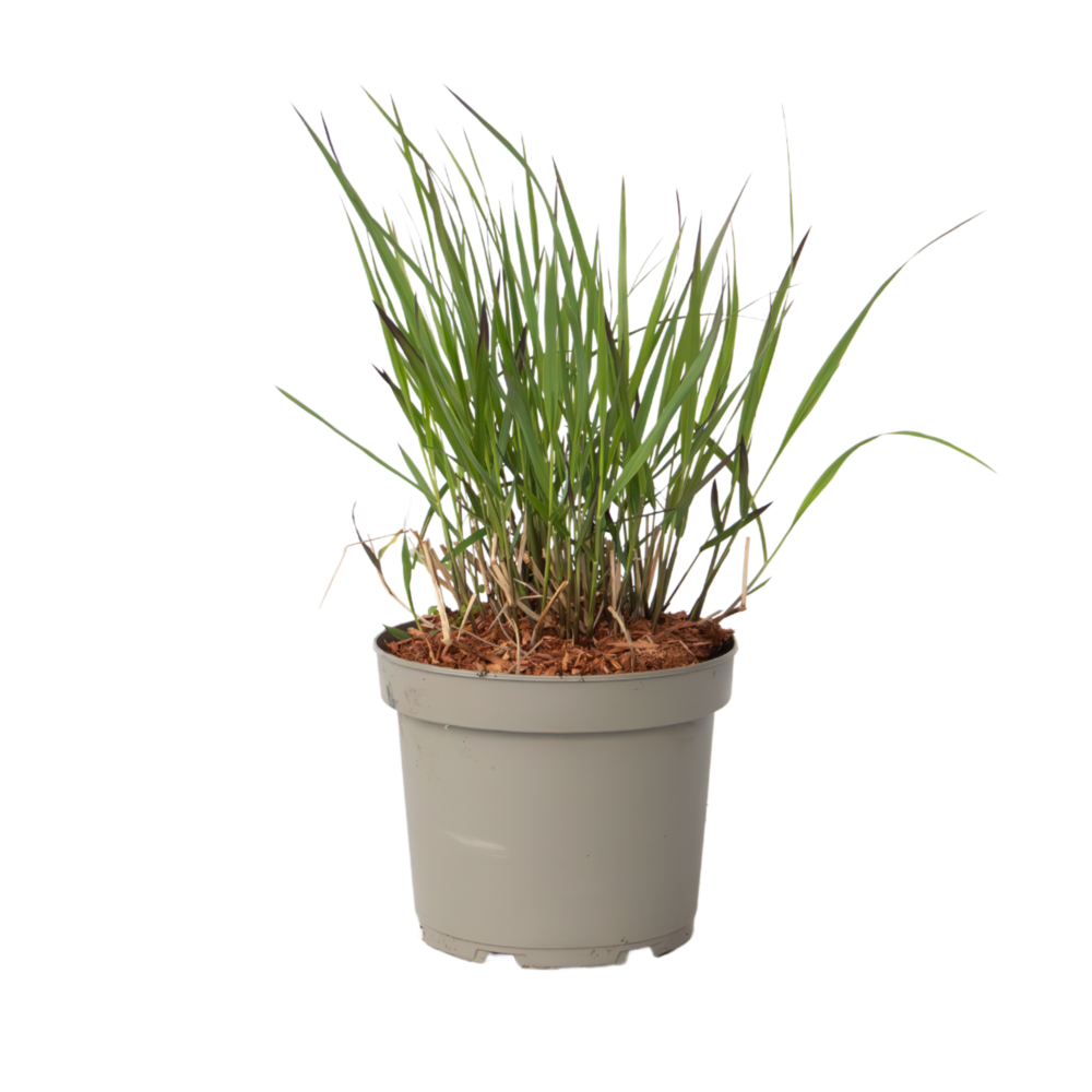 Herbe aux doigts - panicum virgatum 'squaw' - hauteur 40-60cm - ⌀23cm