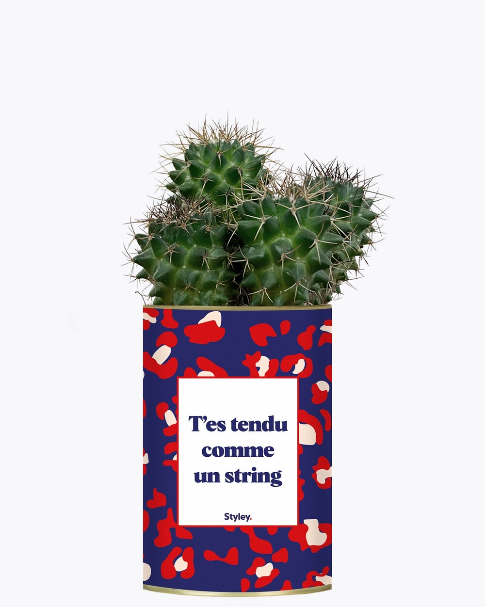 Plante à message - t'es tendu comme un string - cactus