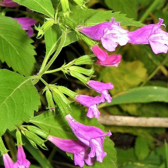 Calament à grandes fleurs lot de 5 godets