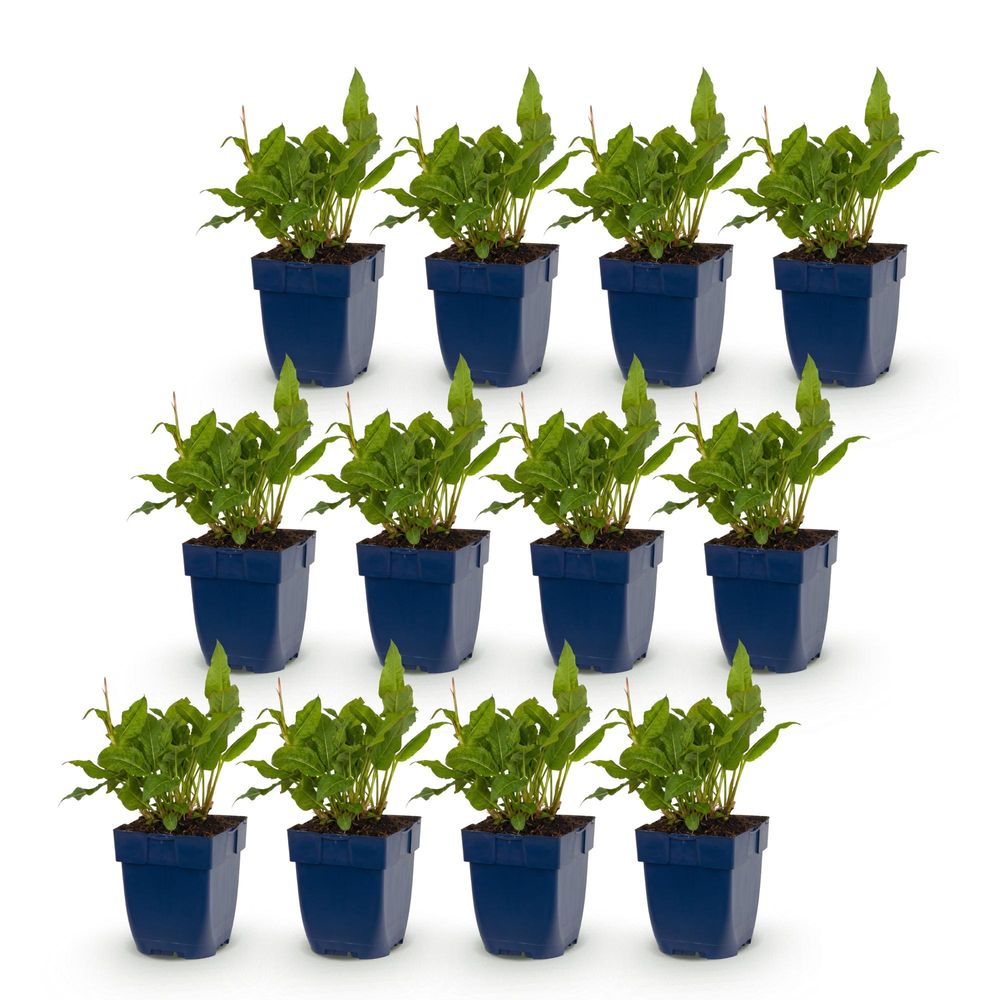 Renouée 'rosea' - lot de 12 - pot 11 cm - hauteur 25 cm - plante d'extérieur