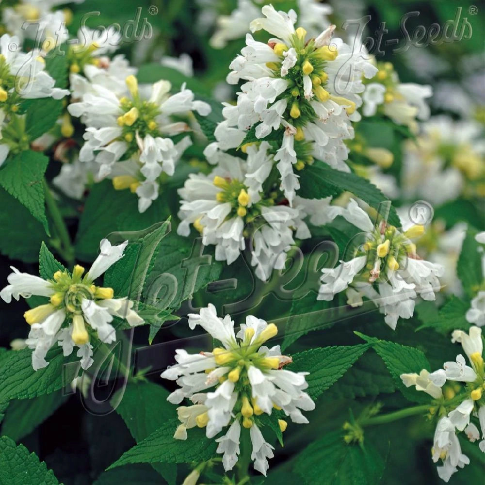 Herbe aux chats - menthe des chats white dreams, nepeta lot de 9 godets