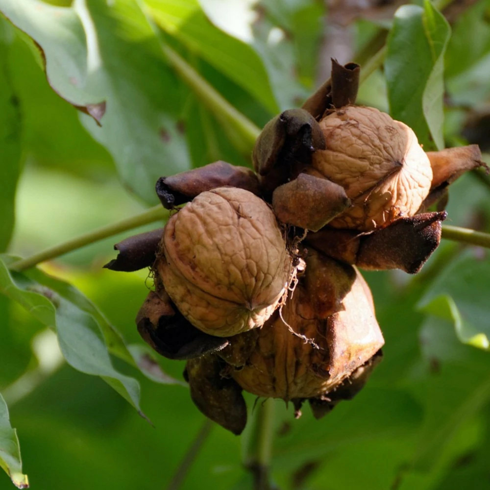 Noyer franquette pot de 30l - tige 6/8