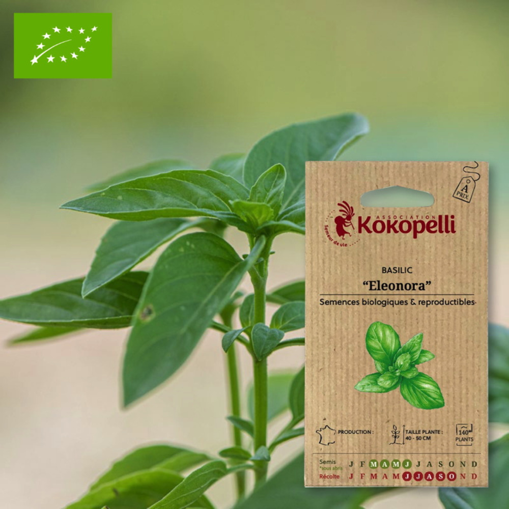 Graines bio à semer - basilic eleonora