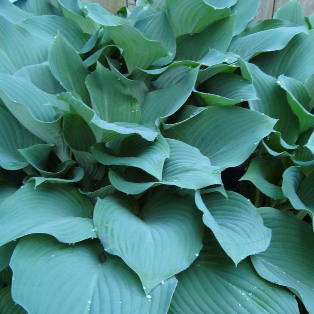 Hosta halcyon pot de 1 litre