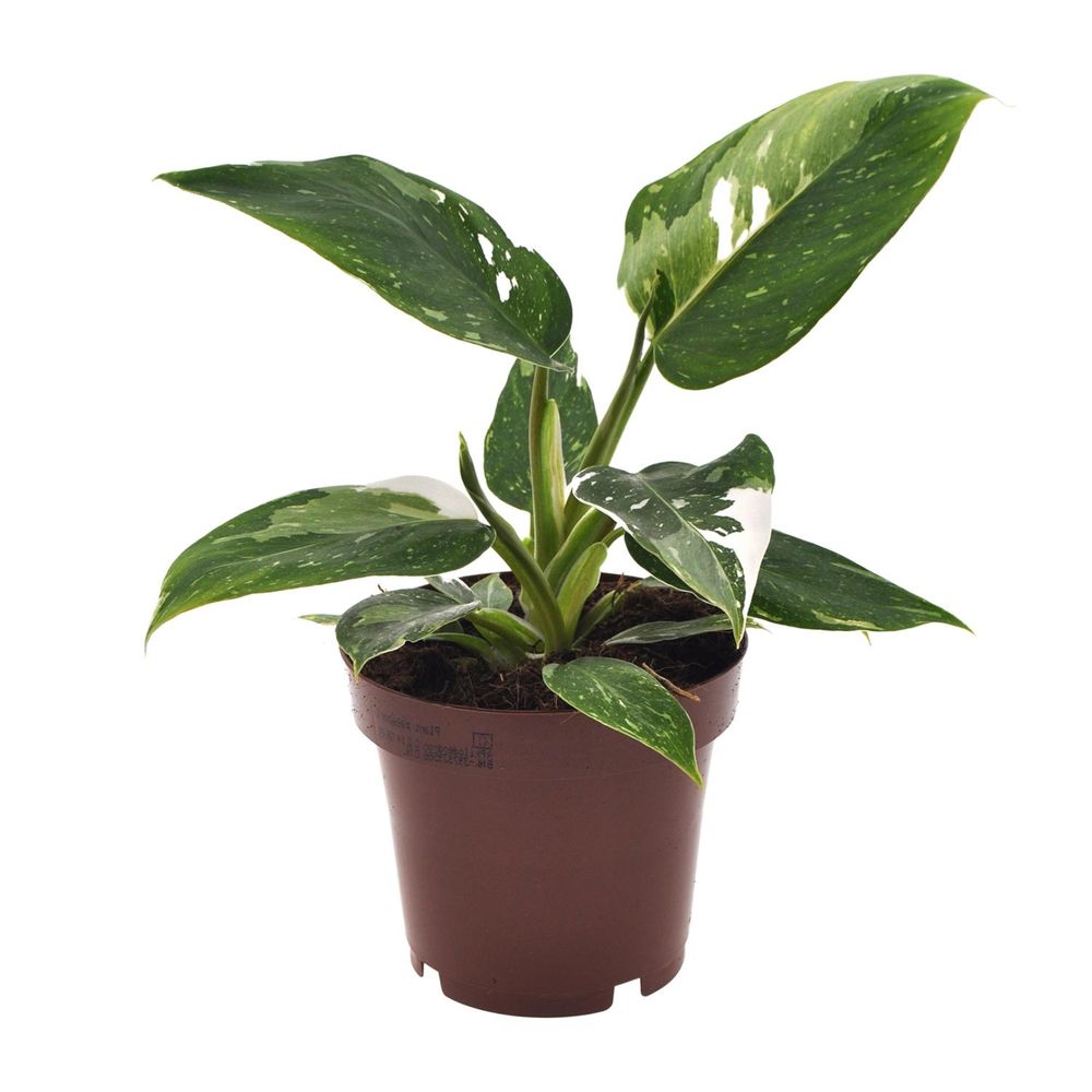 Philodendron white princess - ø12cm - ↕25cm - plantes d'intérieur