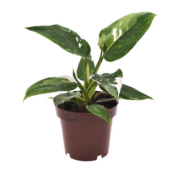 Philodendron white princess - ø12cm - ↕25cm - plantes d'intérieur