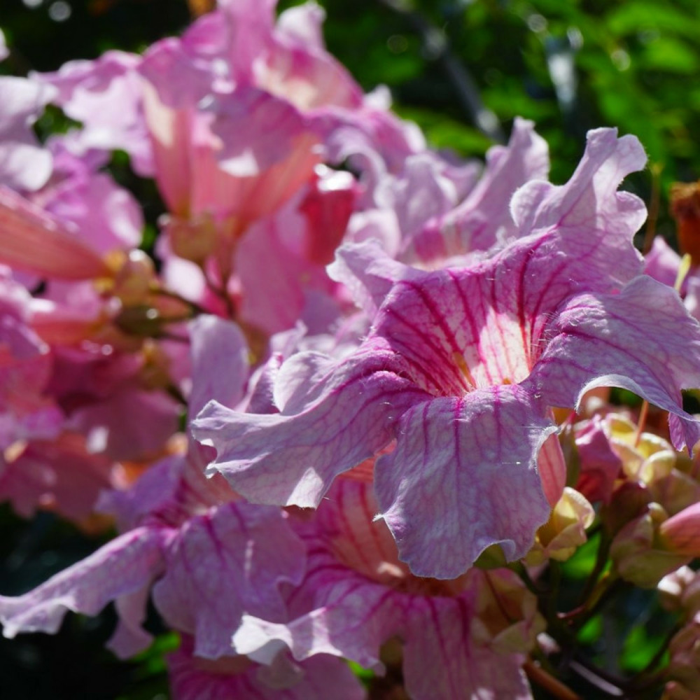 Bignone rose comtesse sarah godet - 5/20 cm