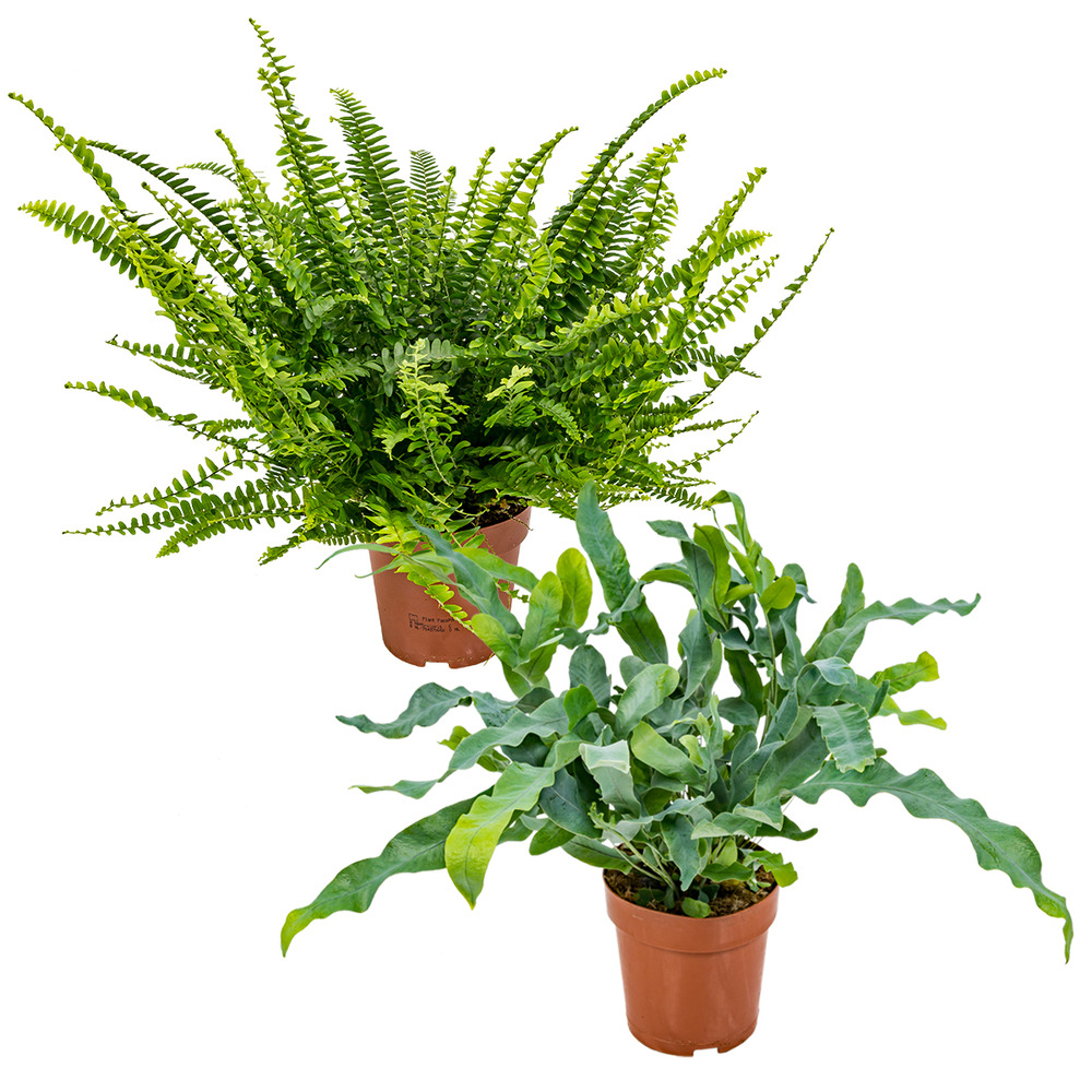 Lot de 2 fougères - nephrolepis green lady & phlebodium blue star - 20-30 cm de haut - pot 12 cm