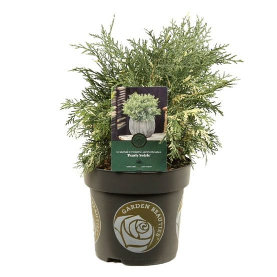 Faux-cyprès de lawson pearly swirls - chamaecyparis lawsoniana pearly swirls 20/30cm pot 2,5l