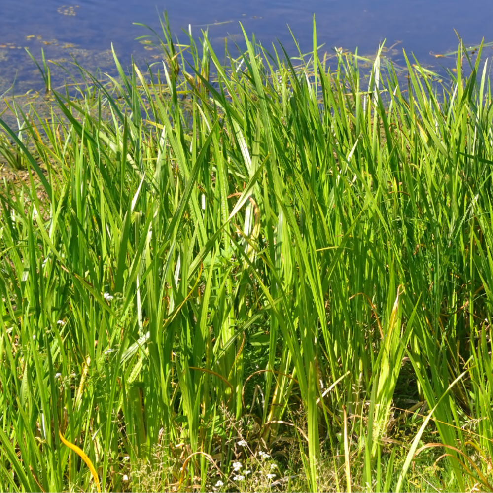 Laîche élevée aurea - carex elata aurea 20/30 cm godet 9cm