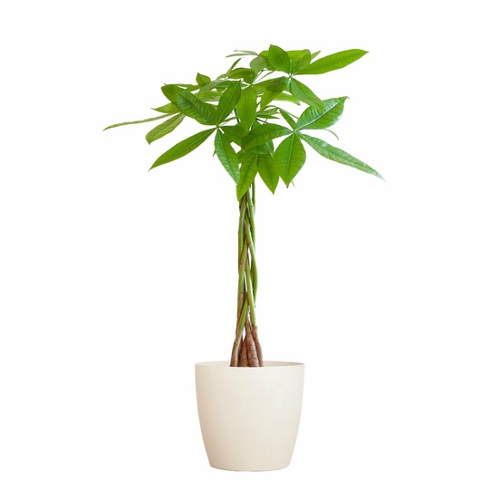 Pachira aquatica et son pot blanc - hauteur 80cm