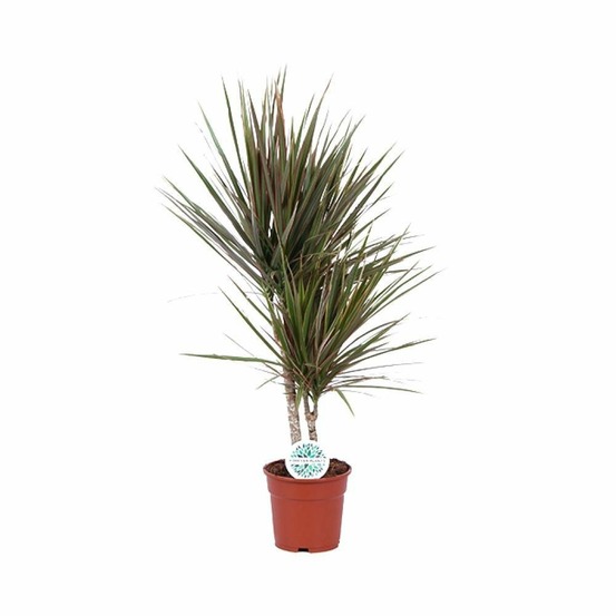 Dracaena bicolor - h75 cm - ø17 cm