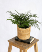 Plante d'intérieur - asplenium parvati 30cm