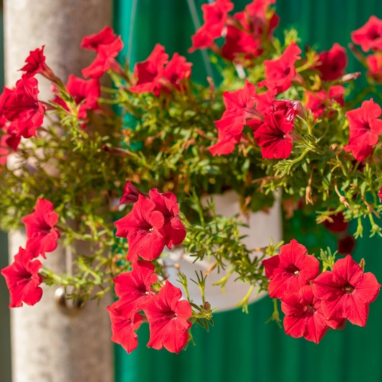 Surfinia rouge - le pot / ø 10,5cm