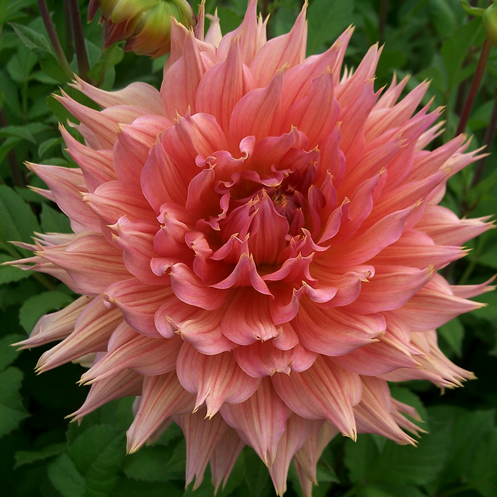 Dahlia decoratif omega - 1 bulbe
