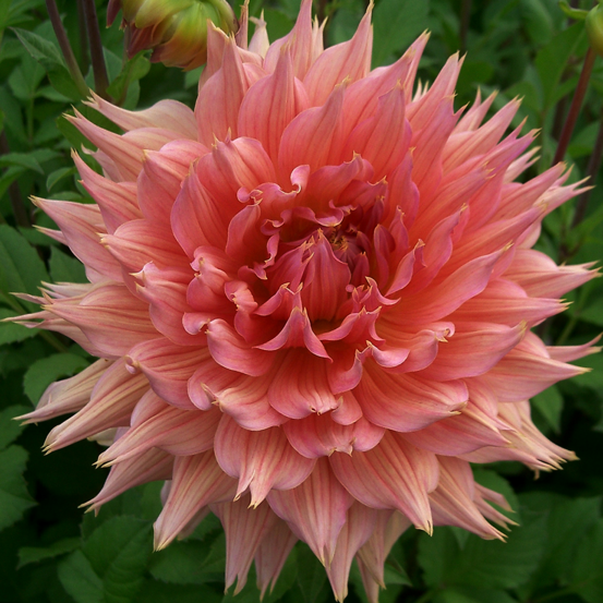 Dahlia decoratif omega - 1 bulbe