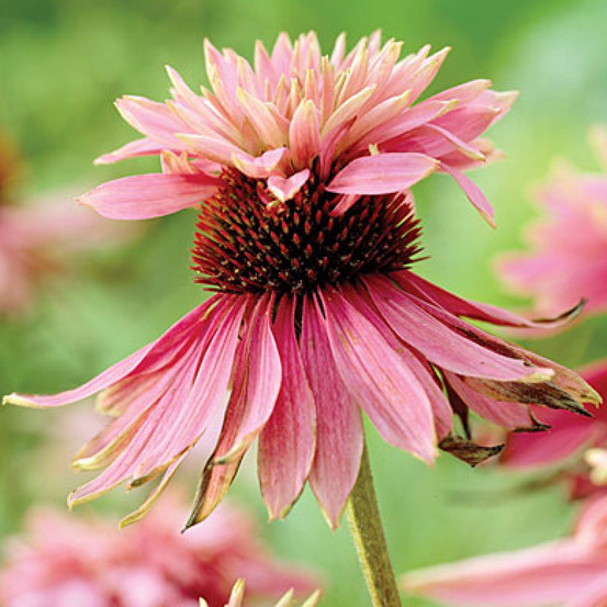 6 x rudbeckia pourpre 'doubledecker' - echinacea purpurea 'doubledecker' - godet 9cm x 9cm