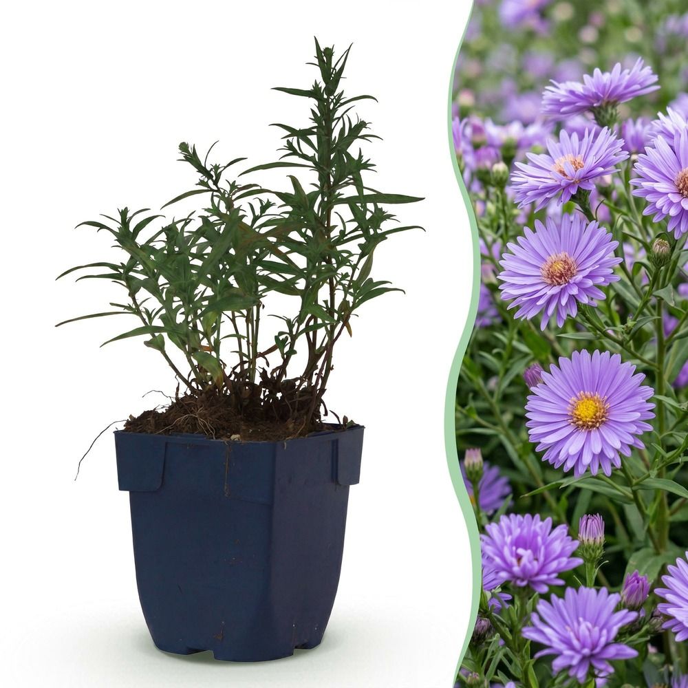 Aster 'méditerranée' - pot 11 cm - hauteur 25 cm