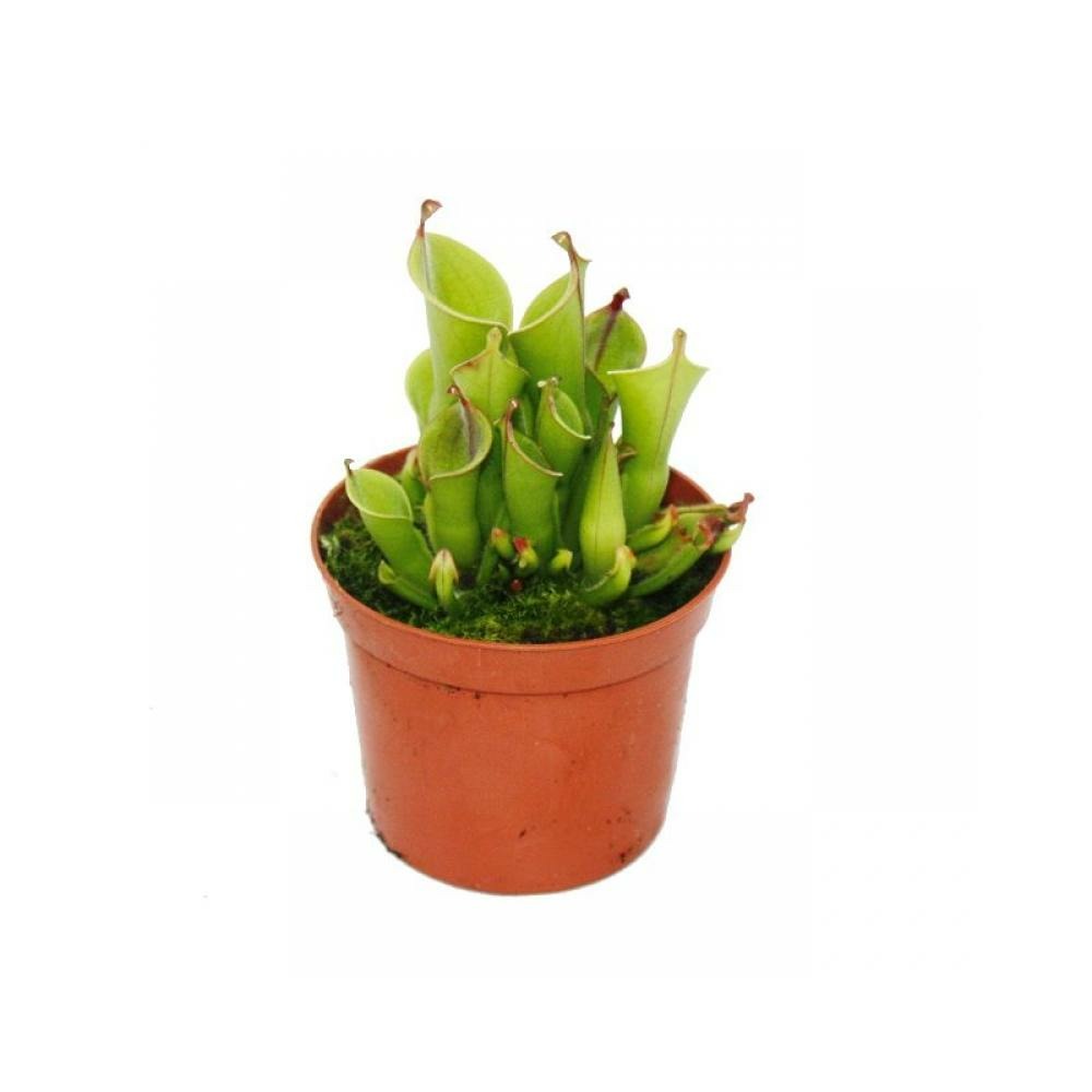 Plante carnivore - cruche de marais - heliamphora - pot de 9cm - rareté