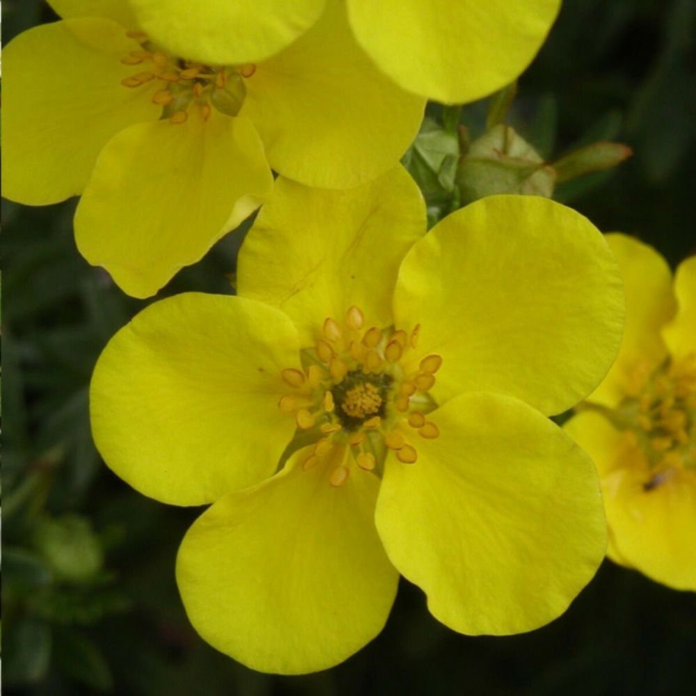 Potentille arbustive goldfinger, potentilla pot de 3l - 40/60 cm