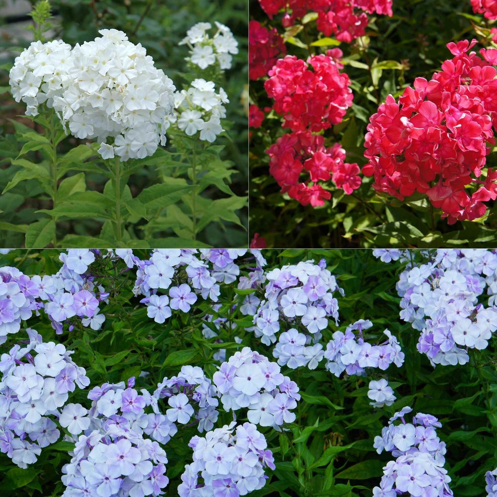 3 phlox rouge, bleu, blanc en mélange - le paquet de 3 racines nues