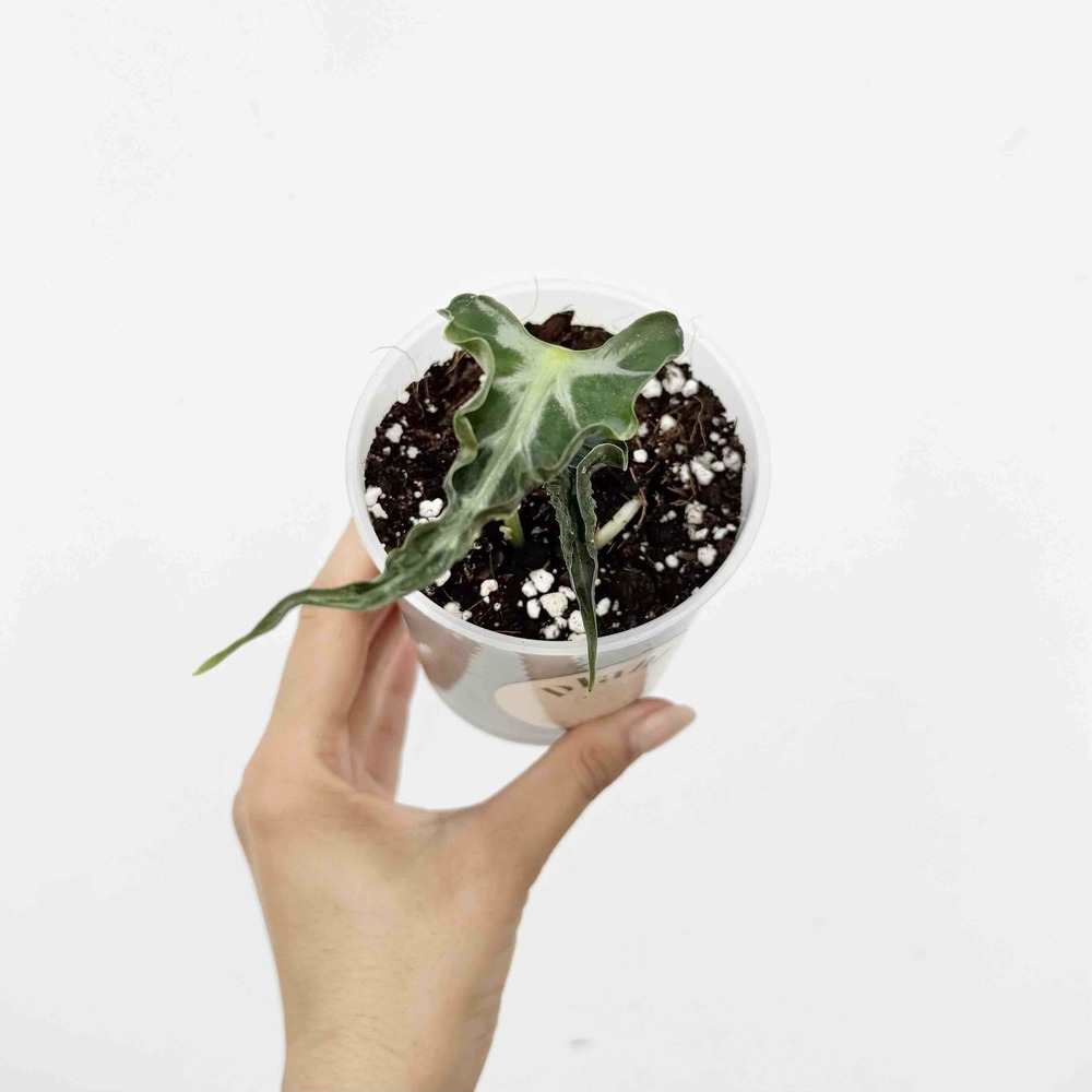 Alocasia loco - pot de 8cm