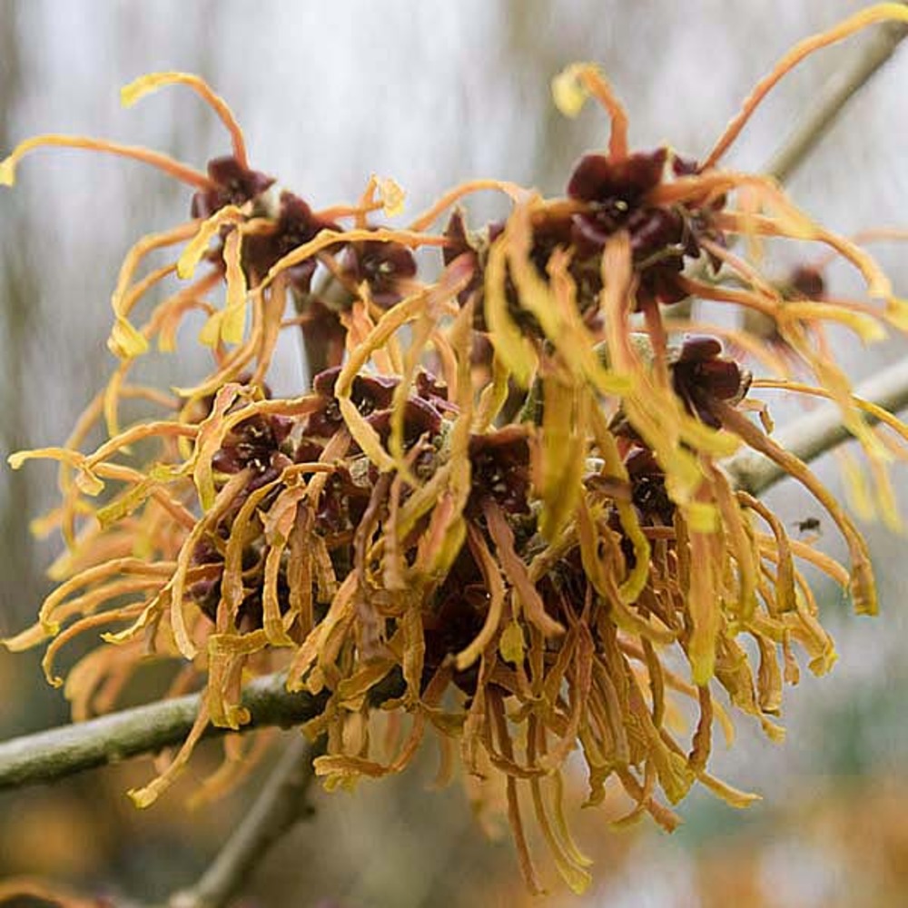 Noisetier de sorcière 'pallida' pot de 4l/5l