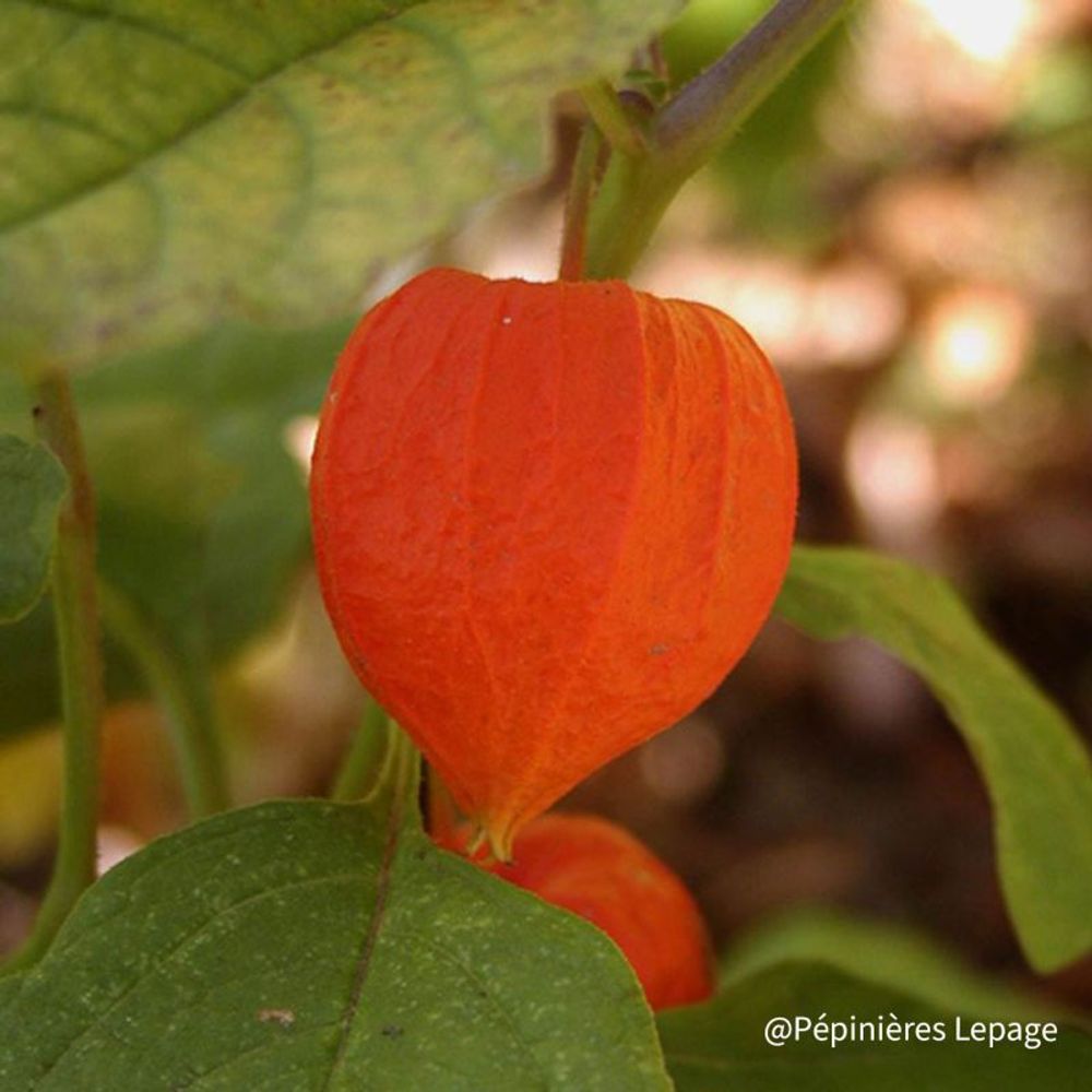 Lanterne japonaise (physalis alkekengi 'gigantea')