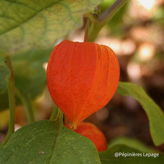 Lanterne japonaise (physalis alkekengi 'gigantea')