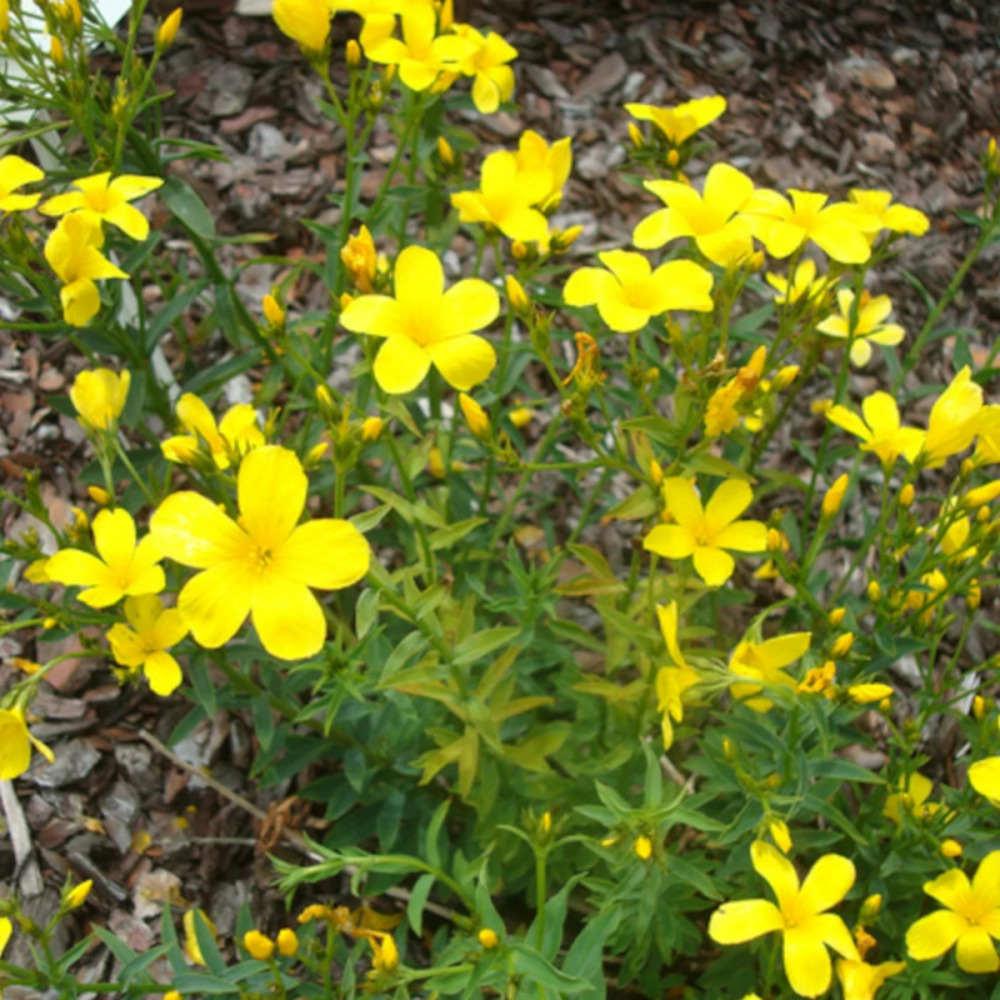 Lin jaune godet - 5/20 cm