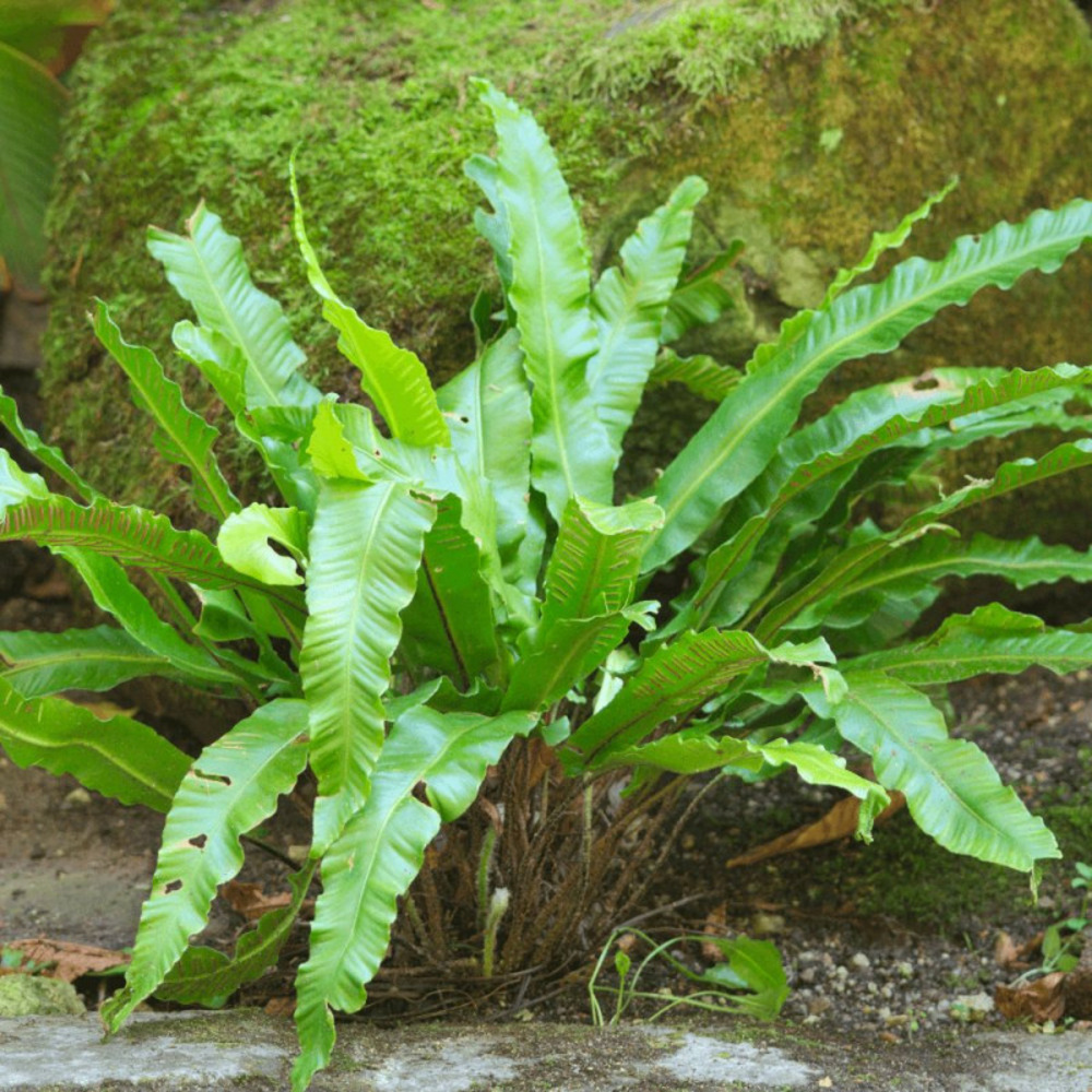 Fougère langue de cerf, asplenium lot de 9 godets