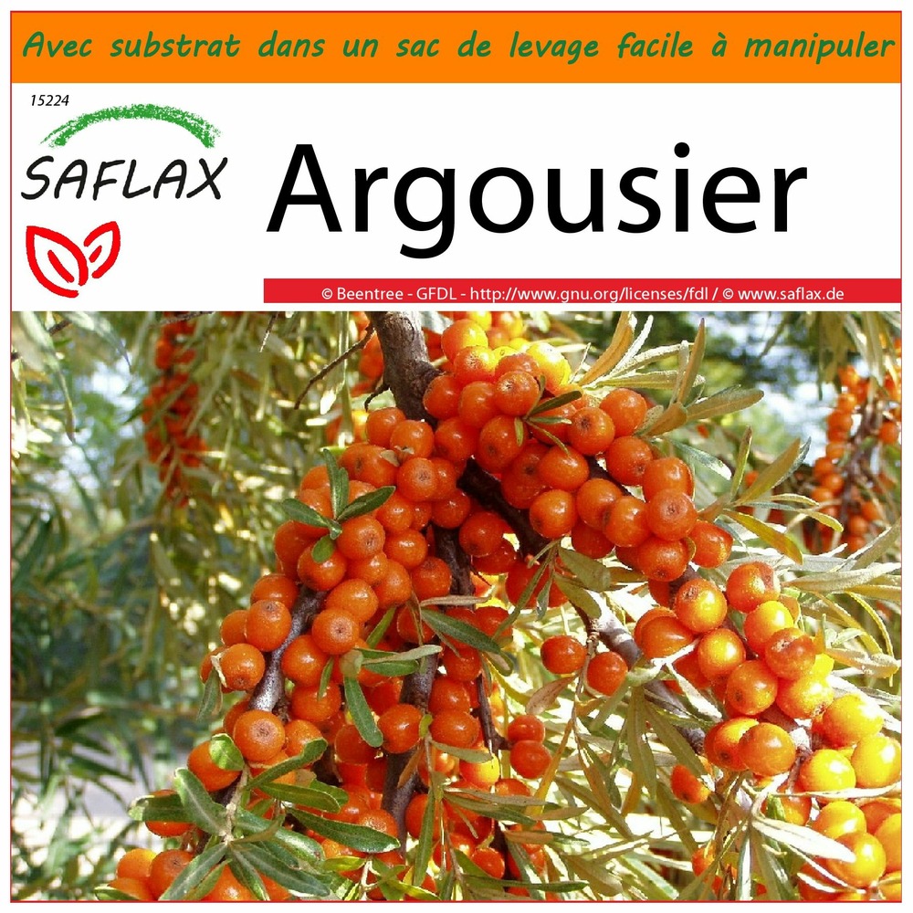 Garden in the bag - argousier - 40 graines - hippophae rhamnoides