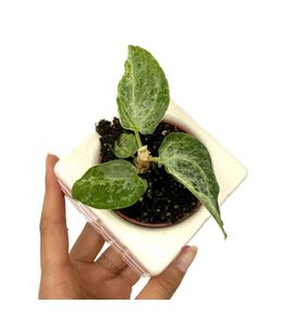 Anthurium silver blush mint - pot de 6cm