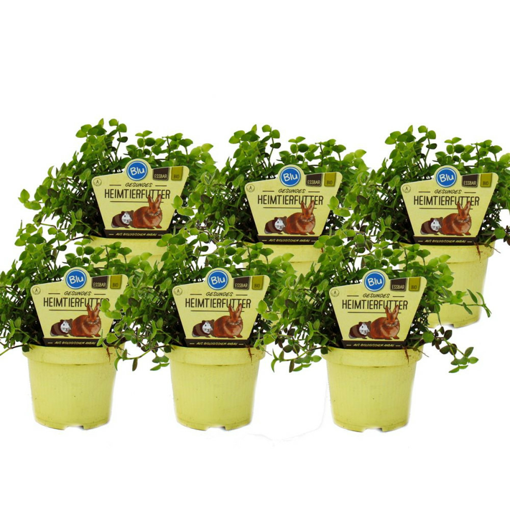 Lot de 6 plantes fourragères - Callisia repens - aliment vital pour lapins, hamsters et cochons d'inde