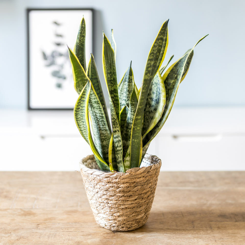 Sansevieria ou langue de belle-mère d12h35