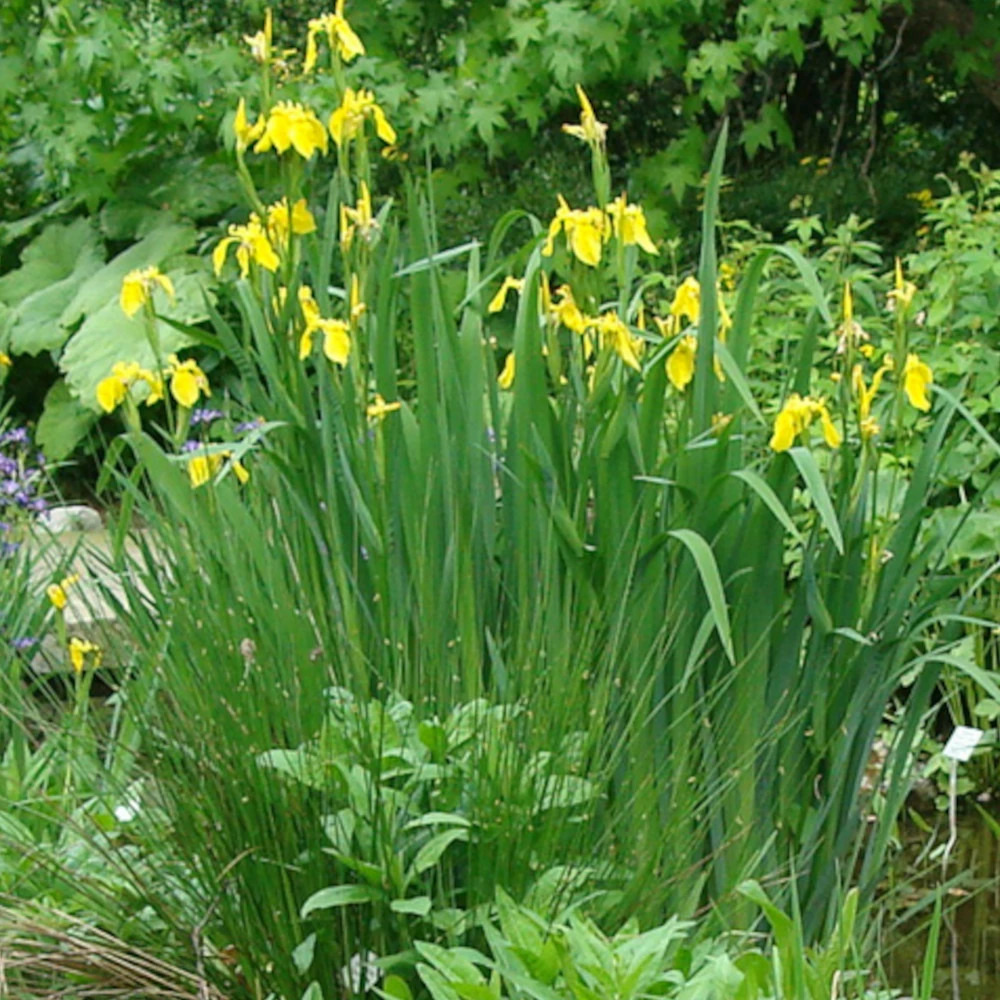 Iris des marais lot de 9 godets