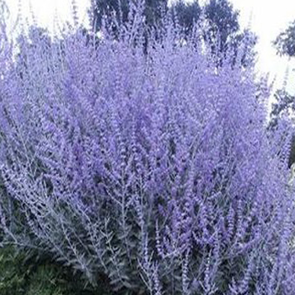 2 x sauge d'afghanistan 'blue spire' - perovskia 'blue spire' - 20-25 cm pot
