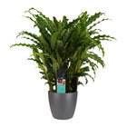 Plante d'ombrage aux feuilles inhabituelles - calathea rufibarba - pot de 17cm - environ 65-70cm de haut - Pot anthracite/gris