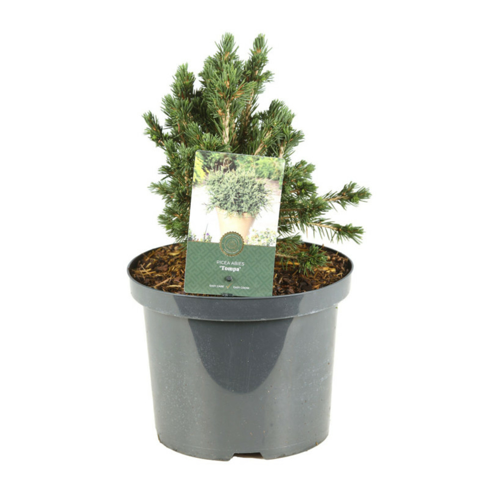 Épicéa commun tompa - picea abies tompa 30 cm pot 5l