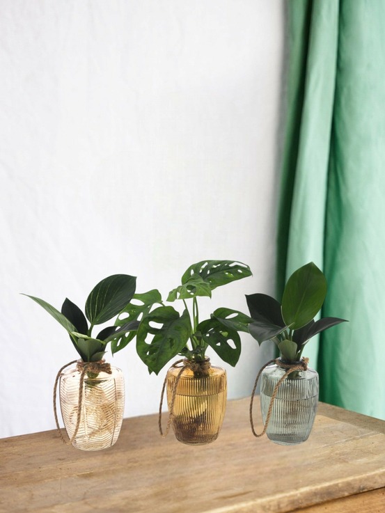 Trio de plantes en hydroculture en vase vintage