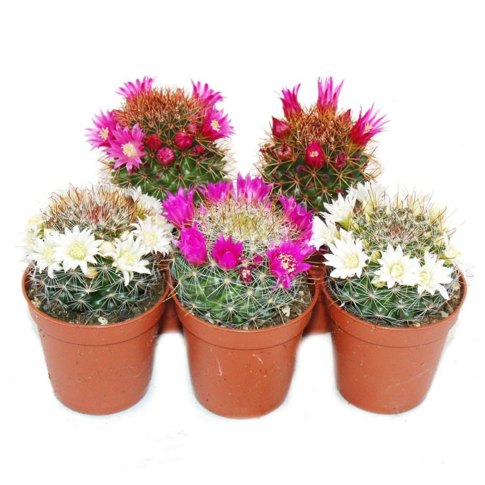 5 cactus à fleurs dans un ensemble