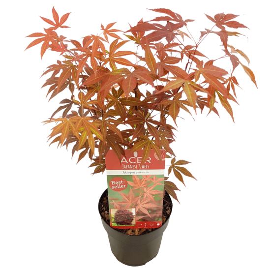 Acer palmatum atropurpureum - érable du japon - feuillage pourpre - 40-50 cm de haut - pot 15 cm