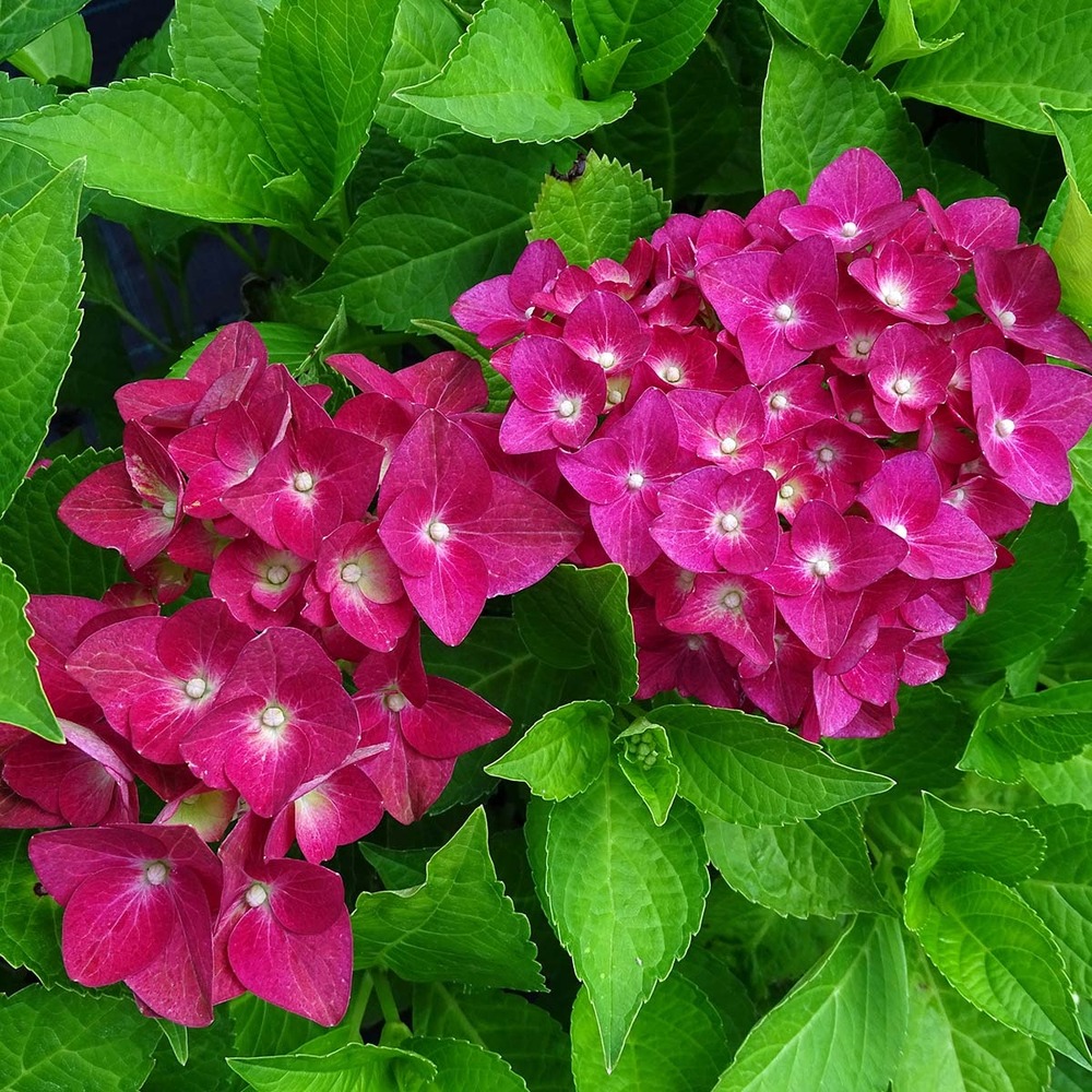 Hortensia 'green shadow'® pot de 2l/3l